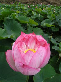 DSCF5668.JPG