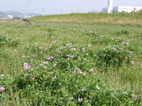 DSCN4277.JPGのサムネール画像のサムネール画像